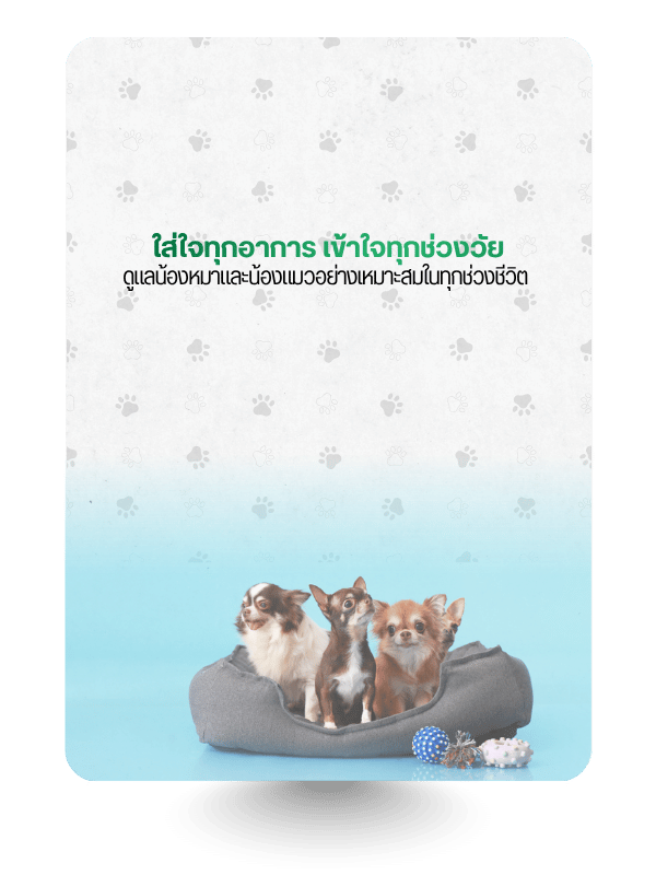 โรงพยาบาลสัตว์มาลีวัลย์ (11)